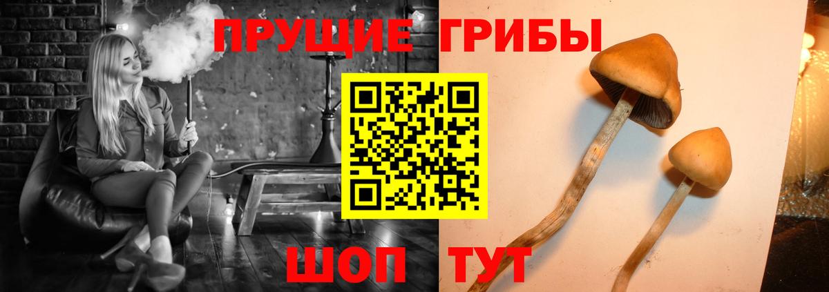 Псилоцибиновые грибы мицелий  Вход с VPN  Ноябрьск  Псилоцибиновые грибы мицелий 